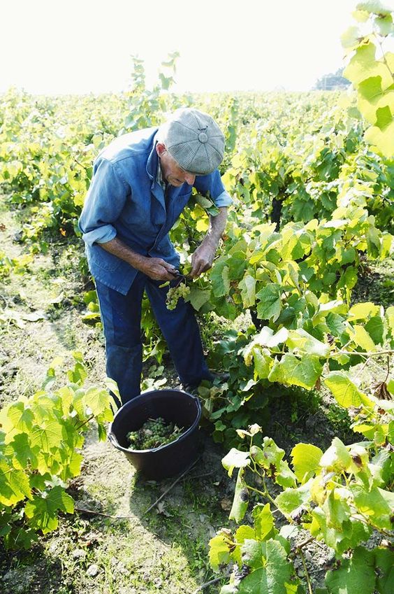 Vins de Pays Charentais